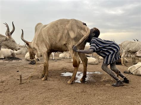 cow blow job|Cow blowing .